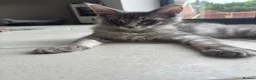 Maine Coon cats for sale: Ready Now - TICA Maine Coons  - Advert 6