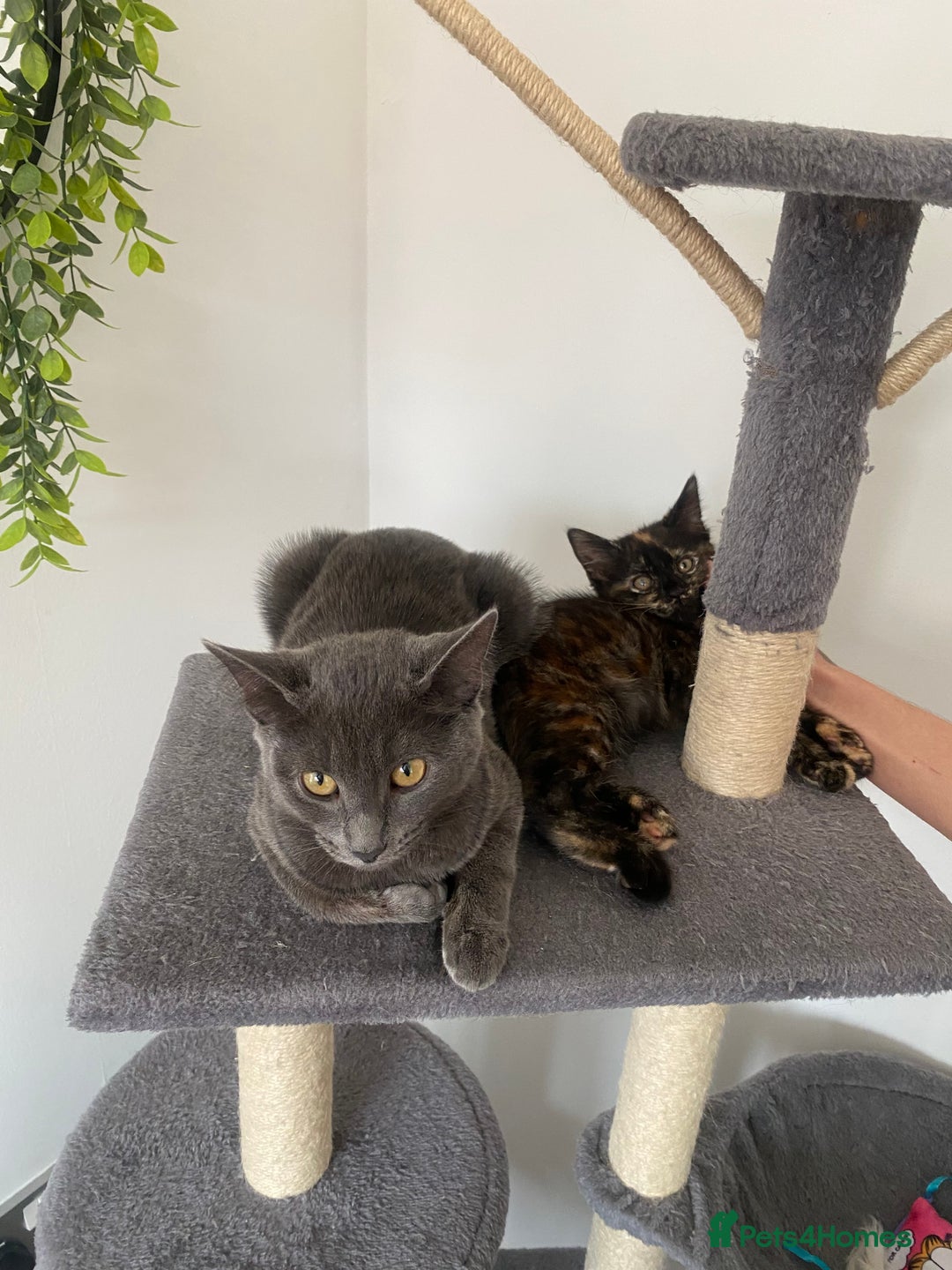 Domestic Shorthair cats for sale: beautiful tortie baby just over 8 weeks  - Image 5