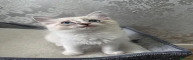 Ragdoll Kitten 4