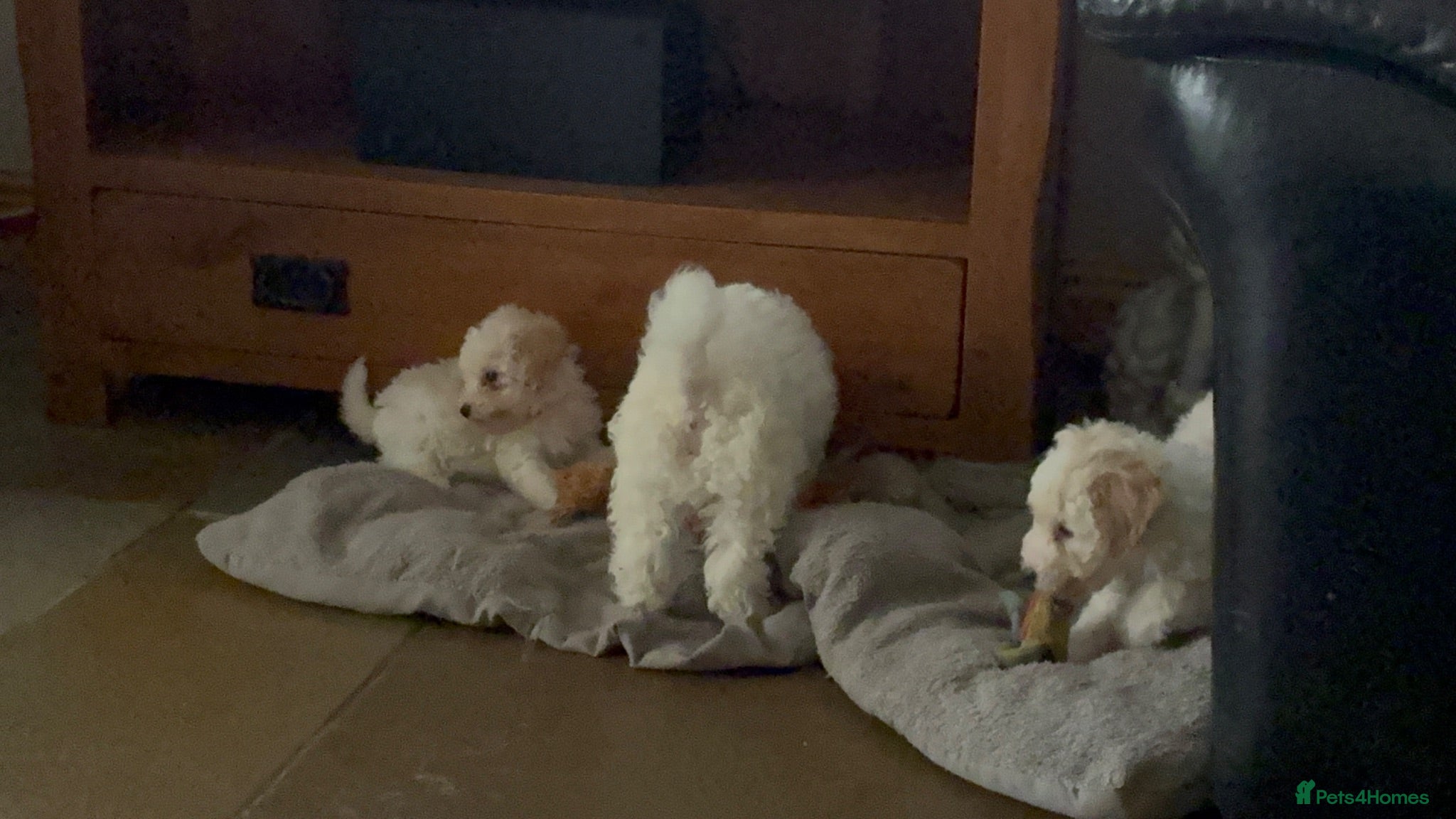 Toy Poodle dogs Stunning Toy Poodle Puppies - Advert 2