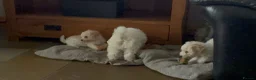 Toy Poodle dogs for sale: Stunning Toy Poodle Puppies - Advert 16