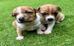 Jack Russell dogs for sale: Gorgeous Jack Russell puppies - Image 1