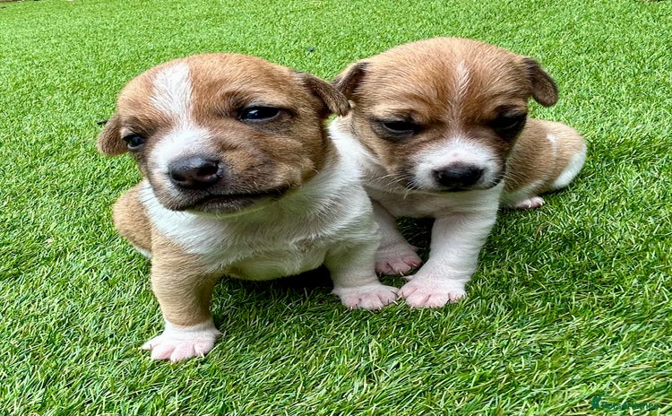 Jack Russell dogs - Advert 1