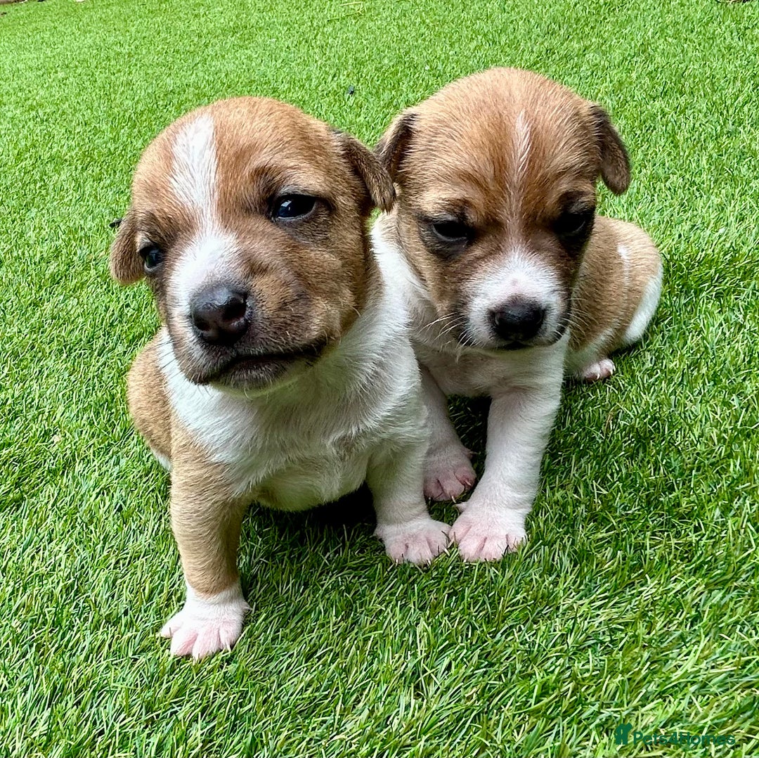 Jack Russell dogs for sale: Gorgeous Jack Russell puppies - Image 1