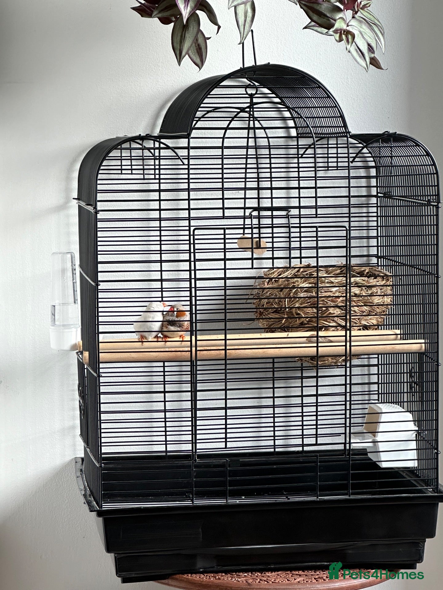 Finches birds Couple finches  - Advert 1