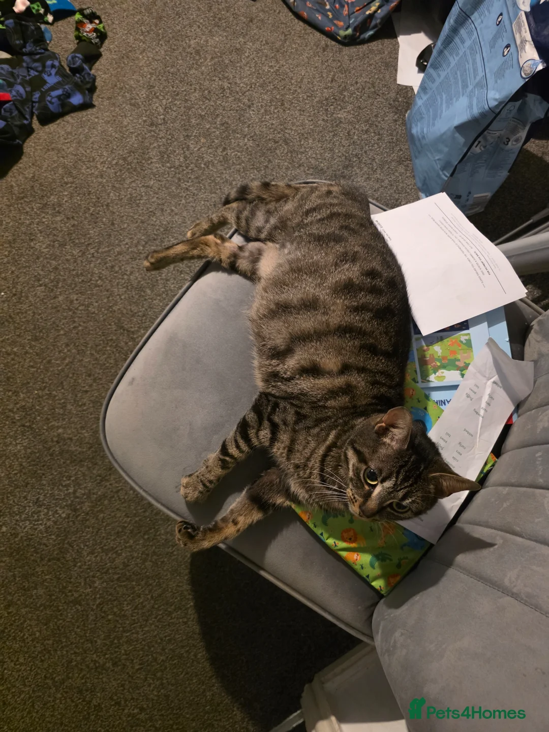 Mixed Breed cats for sale: Kittens available now in Thetford - Advert 7