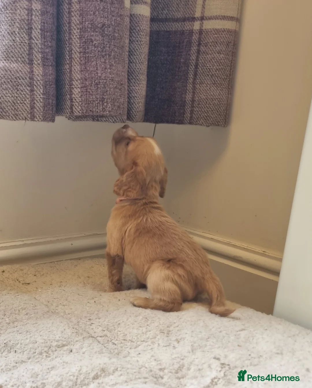 Cocker Spaniel dogs for sale: Fantastic Working Cockers  - Advert 26