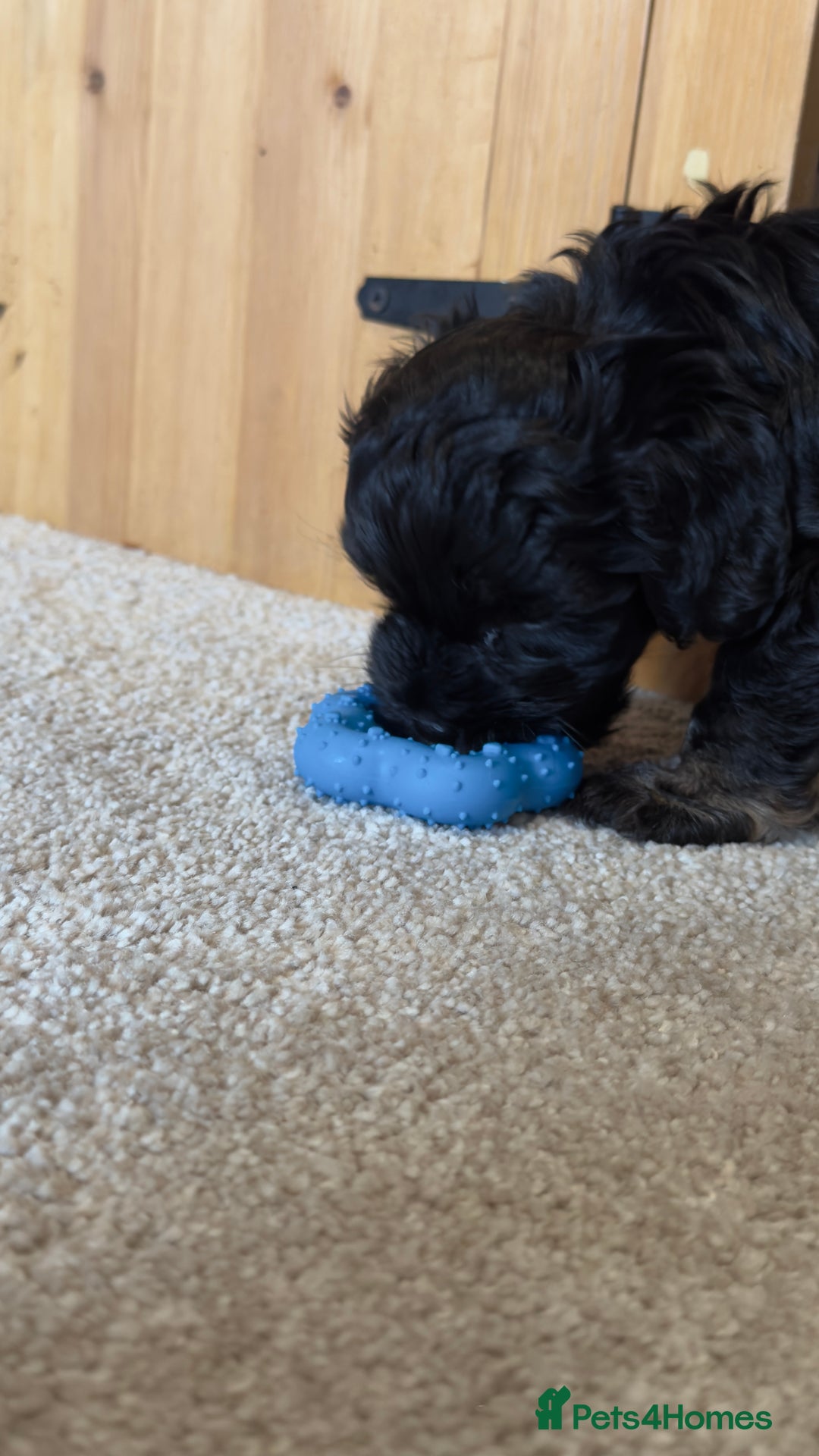 Yorkiepoo dogs for sale: Beautiful puppies  - Image 8