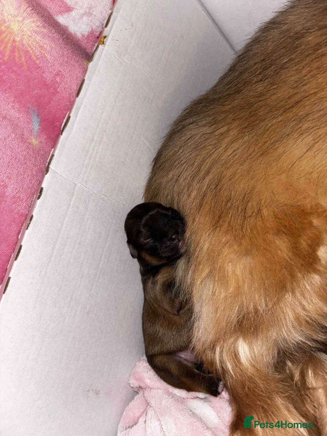 Mixed Breed dogs for sale: Lhasa-apso x Pomeranian pups - Advert 6