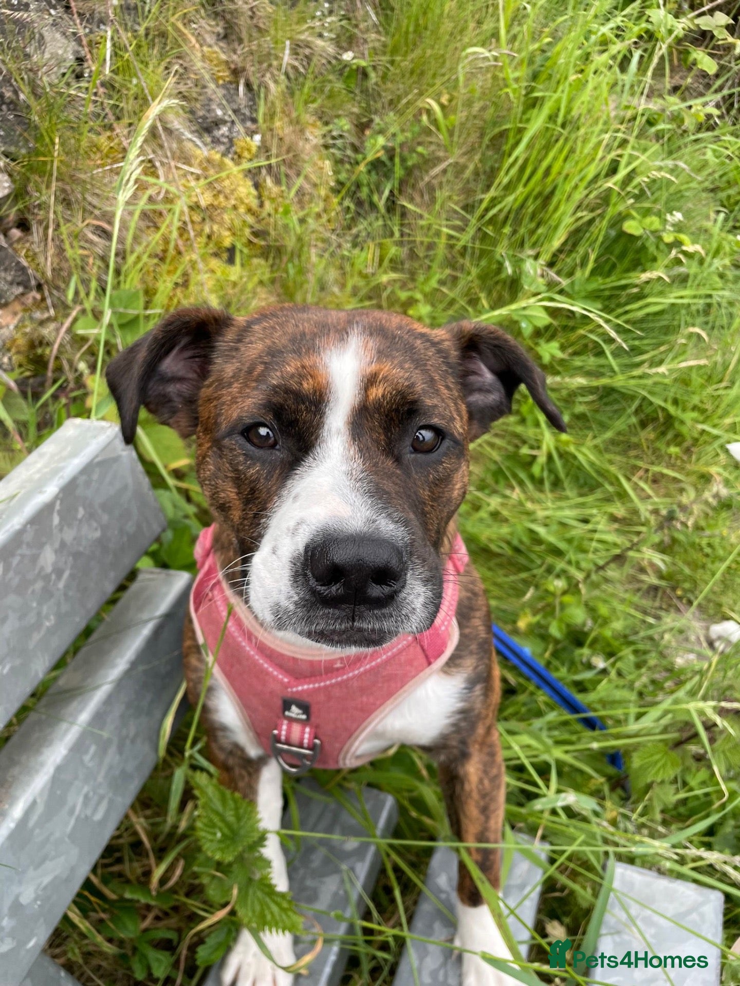 Staffordshire Bull Terrier dogs 3yr old staffy x bulldog  - Advert 1