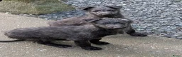 Deerhound dogs for sale: Scottish Deerhound Puppies  - Advert 7