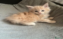 Maine Coon cats for sale: Maine Coon kittens  - Image 2