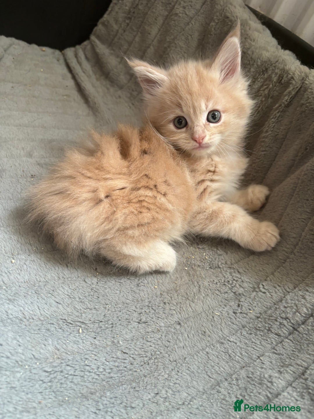 Maine Coon cats for sale: Maine Coon kittens  - Image 2