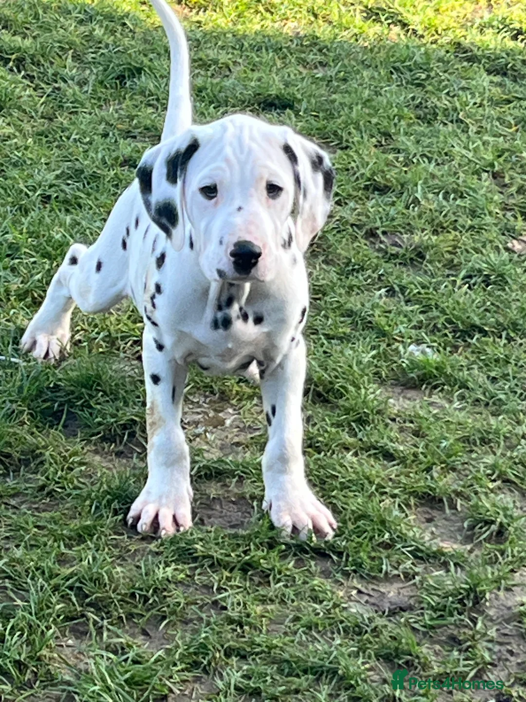 Dalmatian dogs for sale: Last boys looking for homes full hearing - Advert 3