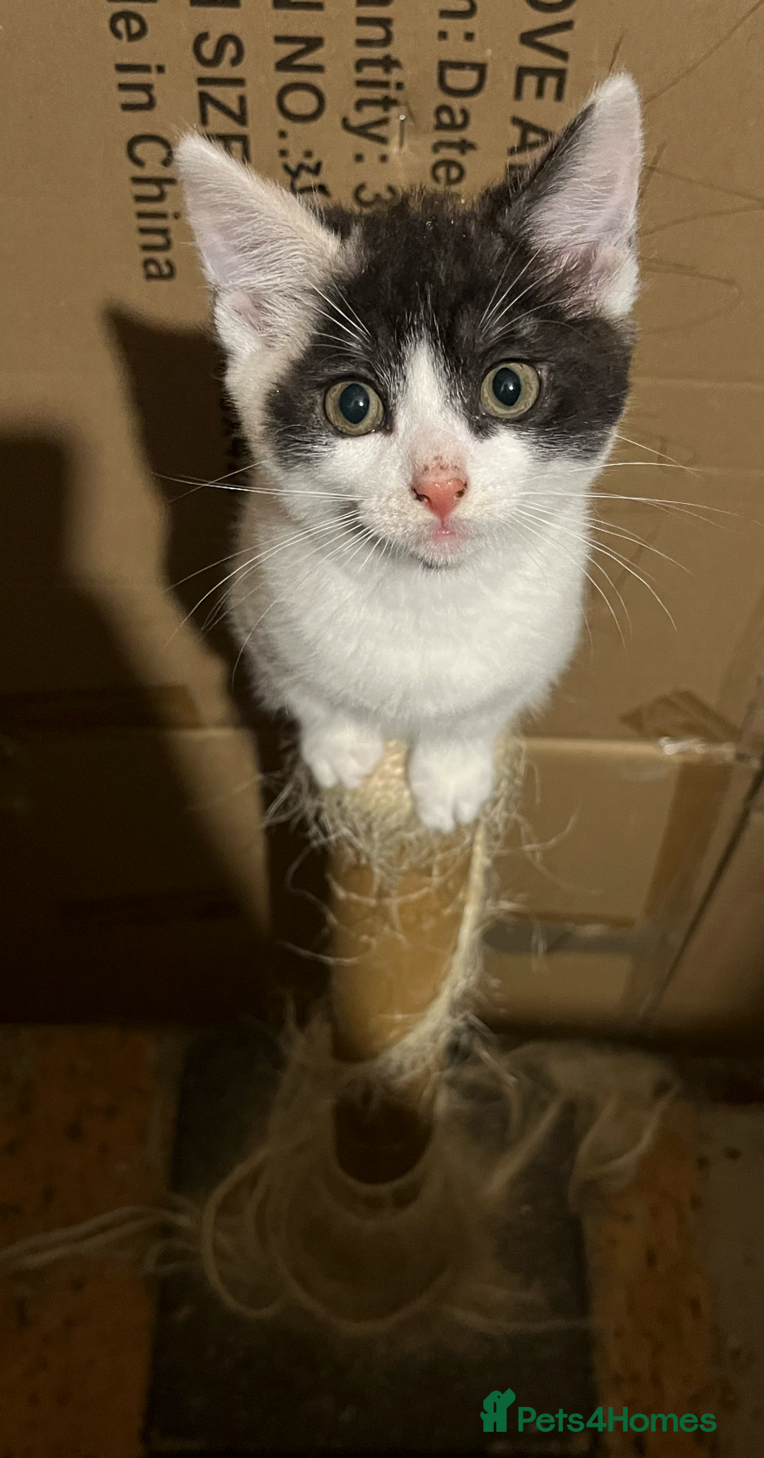 Domestic Shorthair cats for sale: 2 Male 1 Female Tabby Cats - Silver Tabby Mother - Image 12