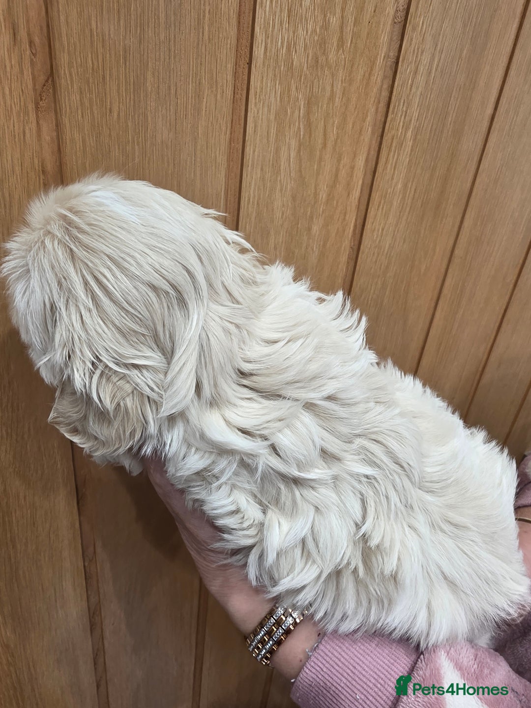 Shih Tzu dogs for sale: 3 stunning imperial karashishi shihtzu  - Advert 17