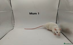 Rat rodents for sale: October Litters: 32 Rats For Sale - Image 20