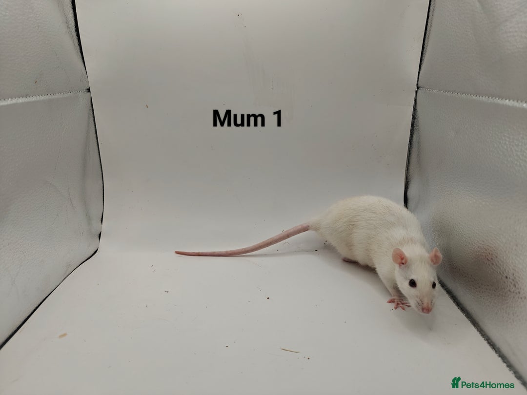 Rat rodents for sale: October Litters: 32 Rats For Sale - Image 20