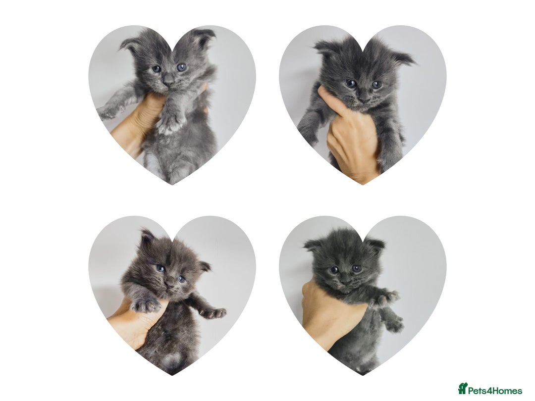 Maine Coon cats for sale: Blue Maine coon kittens - DNA health tested - Image 23