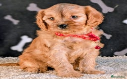 Cavapoo dogs for sale: Adorable Cavapoo Puppies Ready for thier new home - Image 8