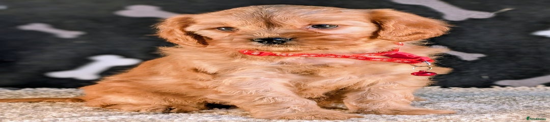 Cavapoo girl, Red collar