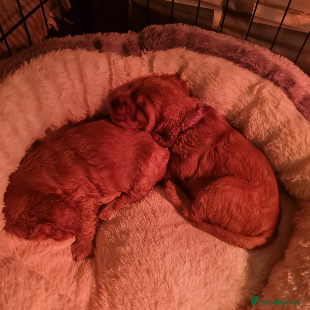 Cocker Spaniel dogs for sale: Health tested Show Cocker Spaniel puppies - Advert 3