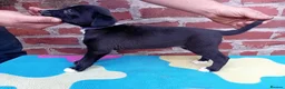 Mixed Breed dogs for sale: Lurcher pups (Collie x Whippet) - Advert 10