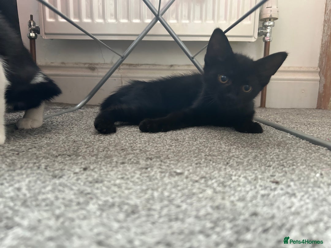Mixed Breed cats for sale: 3 mixed breed kittens - Image 5