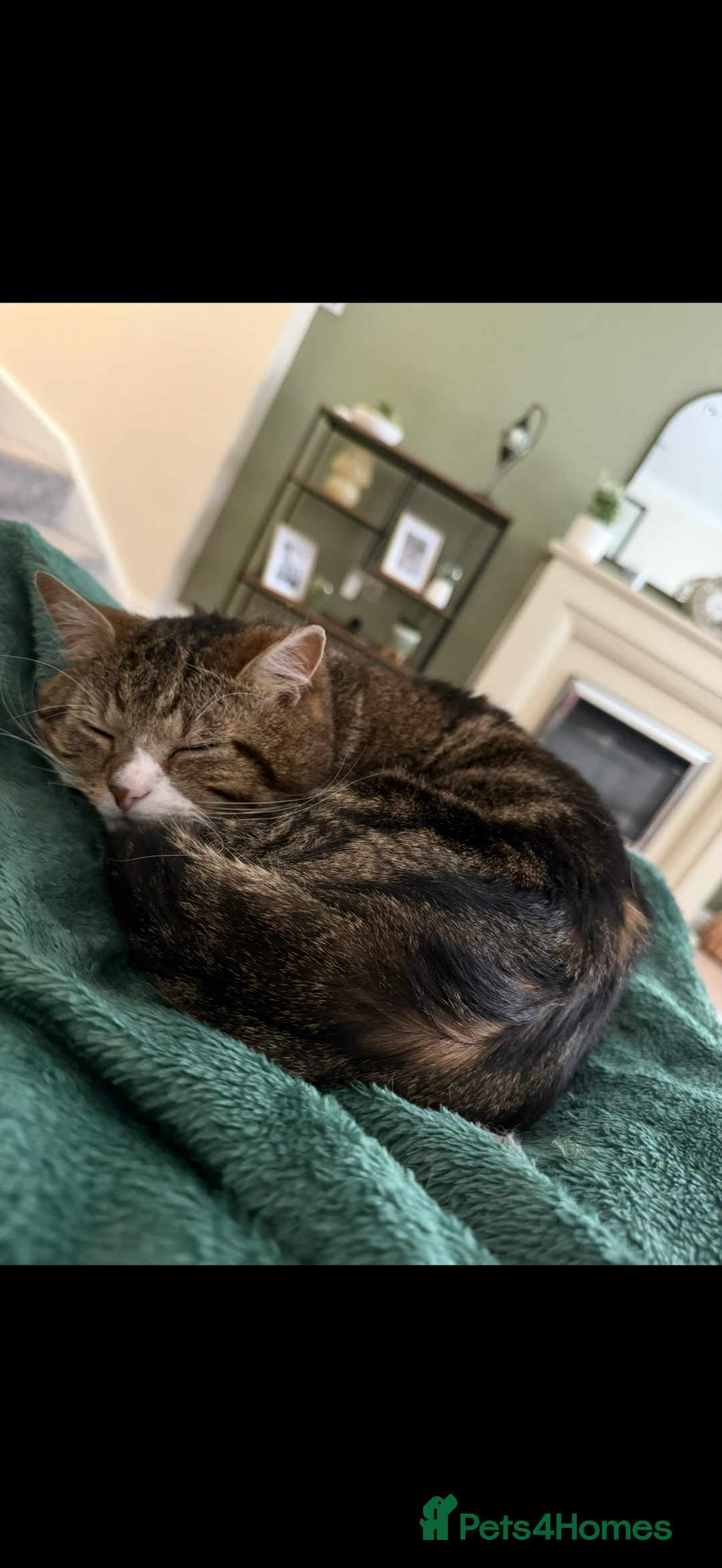 British Shorthair cats for sale: British Shorthair - Image 2