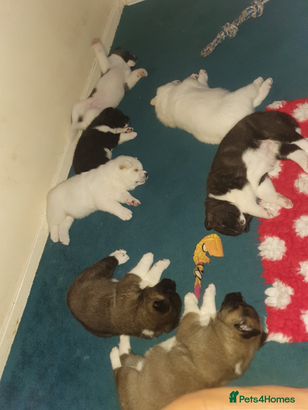 Akita dogs for sale: 7 absolutely gorgeous American Akita pups - Image 2