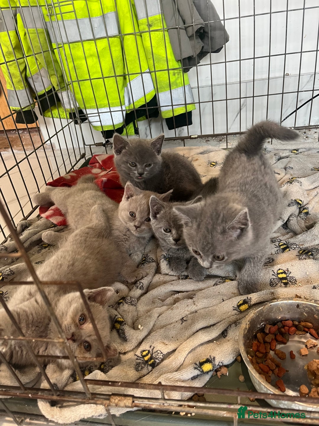 British Shorthair cats for sale: ⭐️British shorthair kittens (LAST 2)⭐️⭐️⭐️ - Image 2