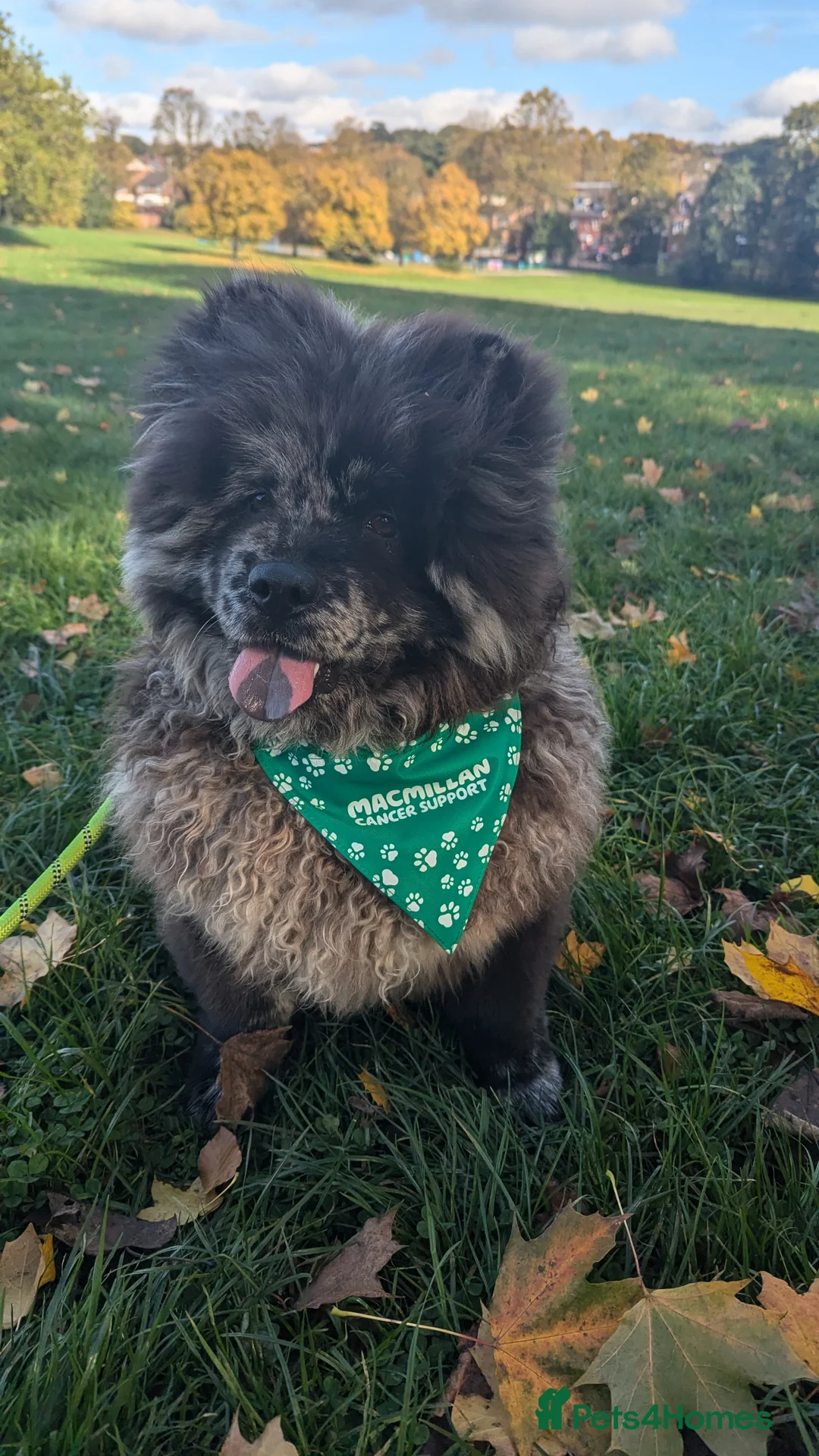 Chow Chow dogs for stud: Merle chow chow for Stud  - Advert 8