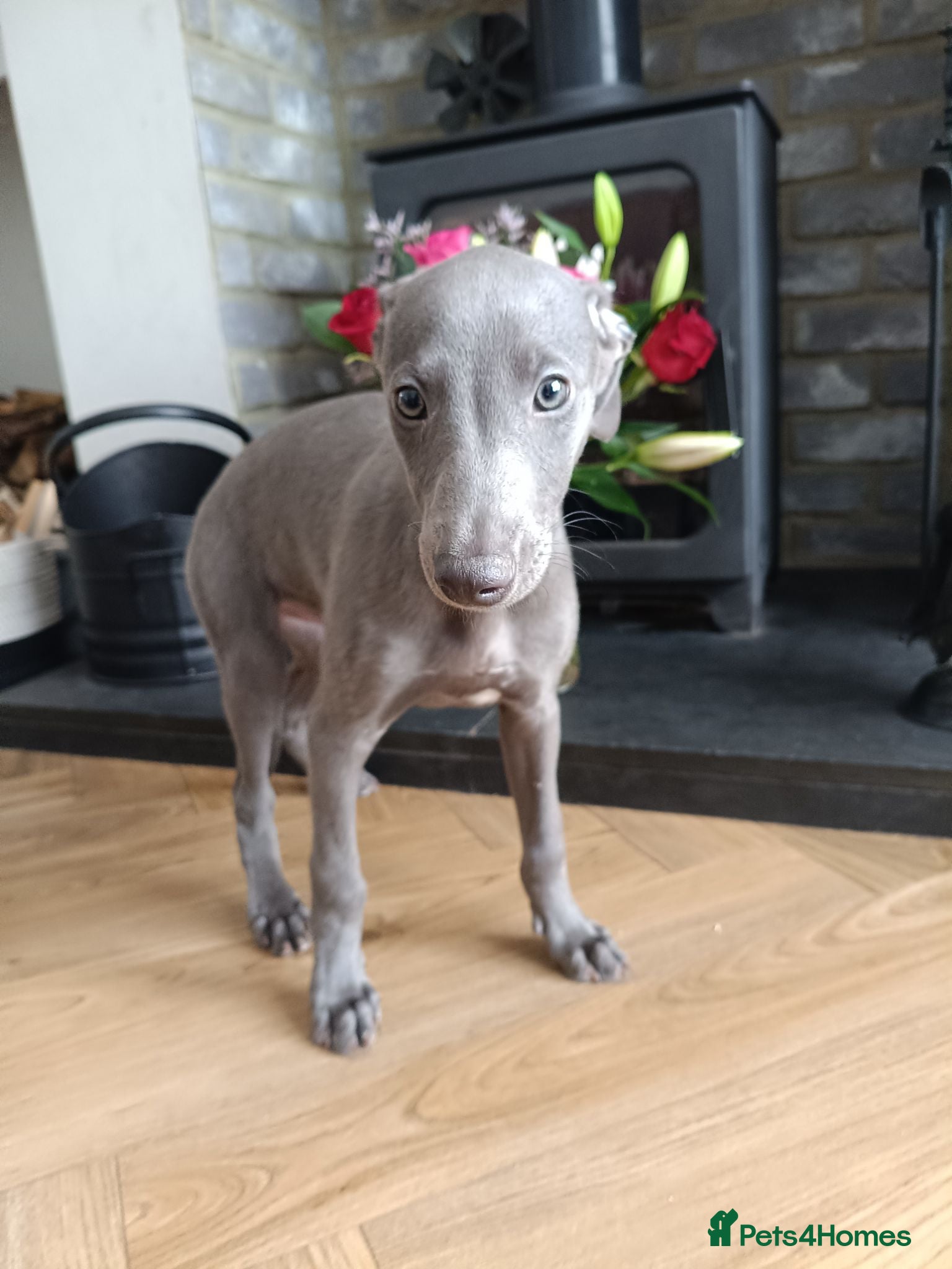 Whippet dogs Ready Now 1 Boy KC Registered Blue Whippet Puppies - Advert 10