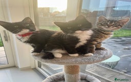 Mixed Breed cats for sale: Bengal x Ragdoll x Tabby kittens ready to go💕 - Image 1