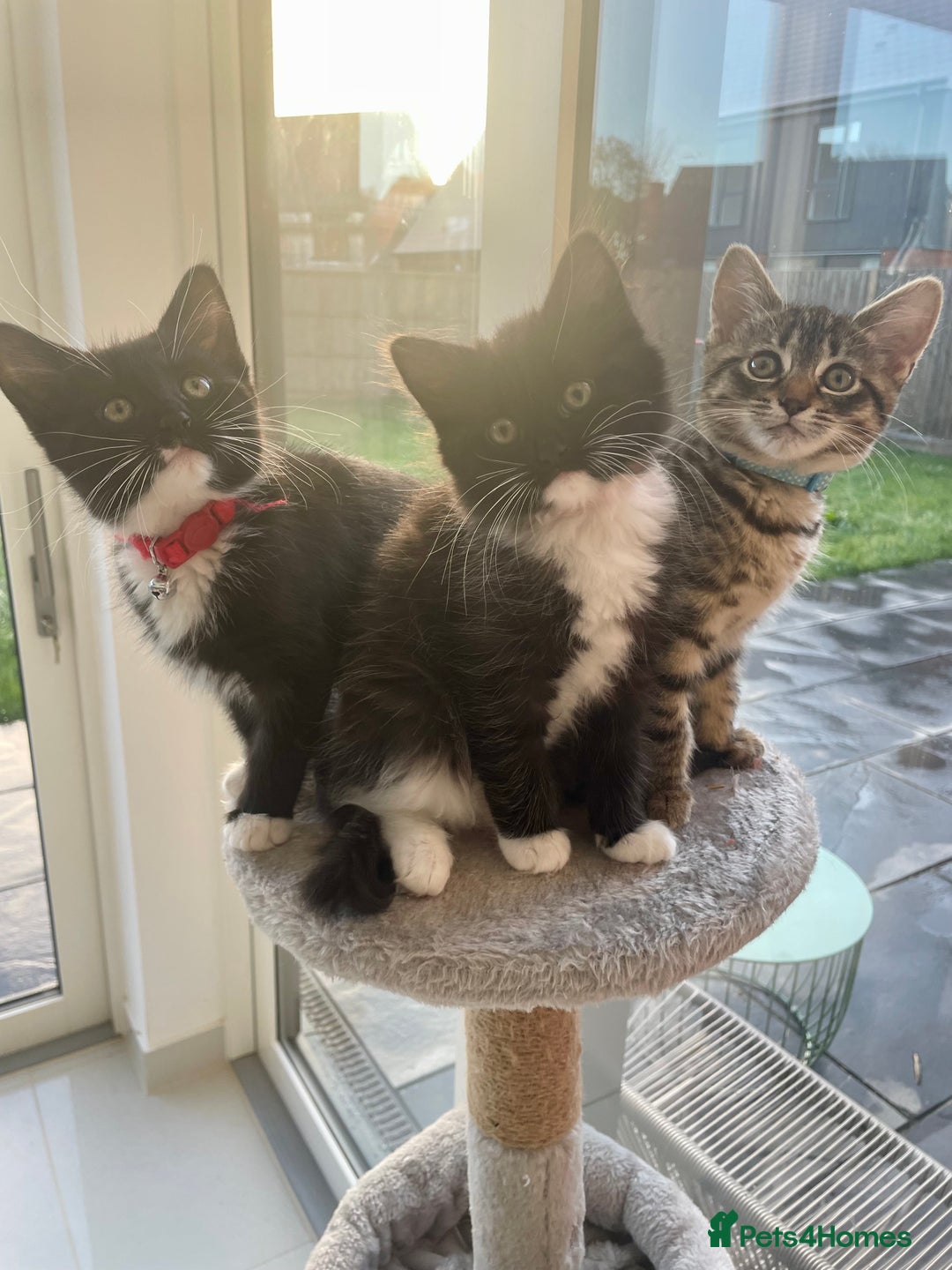 Mixed Breed cats for sale: Bengal x Ragdoll x Tabby kittens ready to go💕 - Image 1