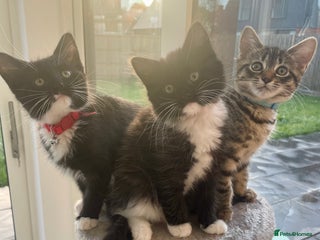 Mixed Breed cats - Advert 33