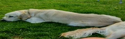 Golden Retriever dogs for stud: Available for stud - Advert 14