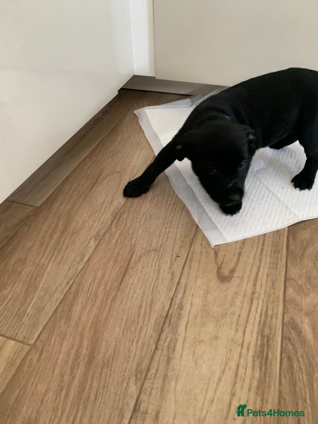 Mixed Breed dogs for sale: Staffordshire bull terrier x pups - Image 3