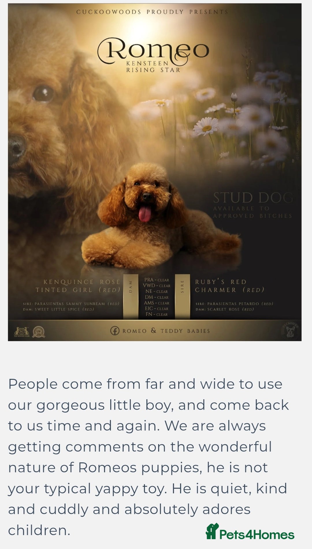 Maltipoo dogs for sale: Beautiful F1B Toy Maltipoos  - Advert 13