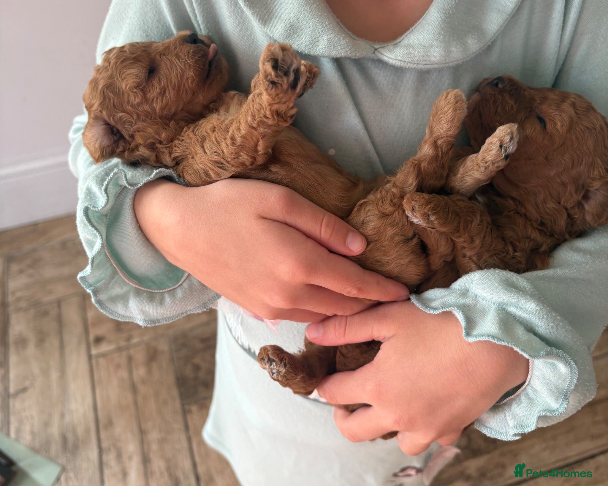 Cavapoo dogs Cavapoo puppies  - Advert 8