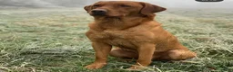 Labrador Retriever dogs for sale: Fox red labrador puppies in Reading - Advert 6
