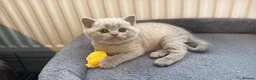 British Shorthair cats for sale: British shorthair and longhair  - Advert 15