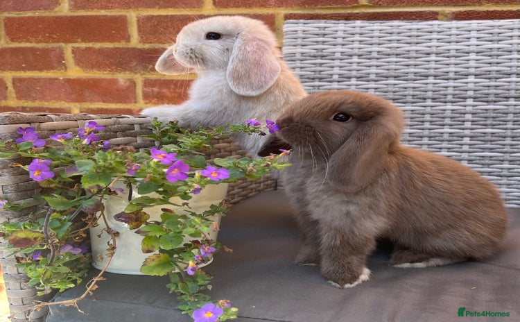 Mini Lop rabbits - Advert 9