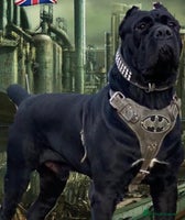 Cane Corso dogs Stunning CaneCorso puppies Available - Advert 2