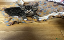 Mixed Breed cats for sale: 6 Of the cutest kittens ever !  - Image 13