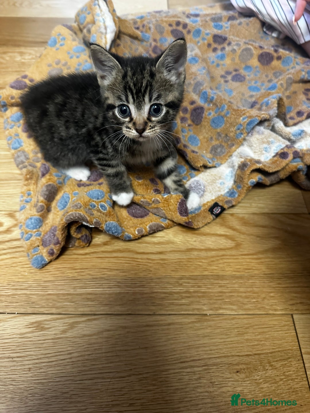 Mixed Breed cats for sale: 6 Of the cutest kittens ever !  - Image 13