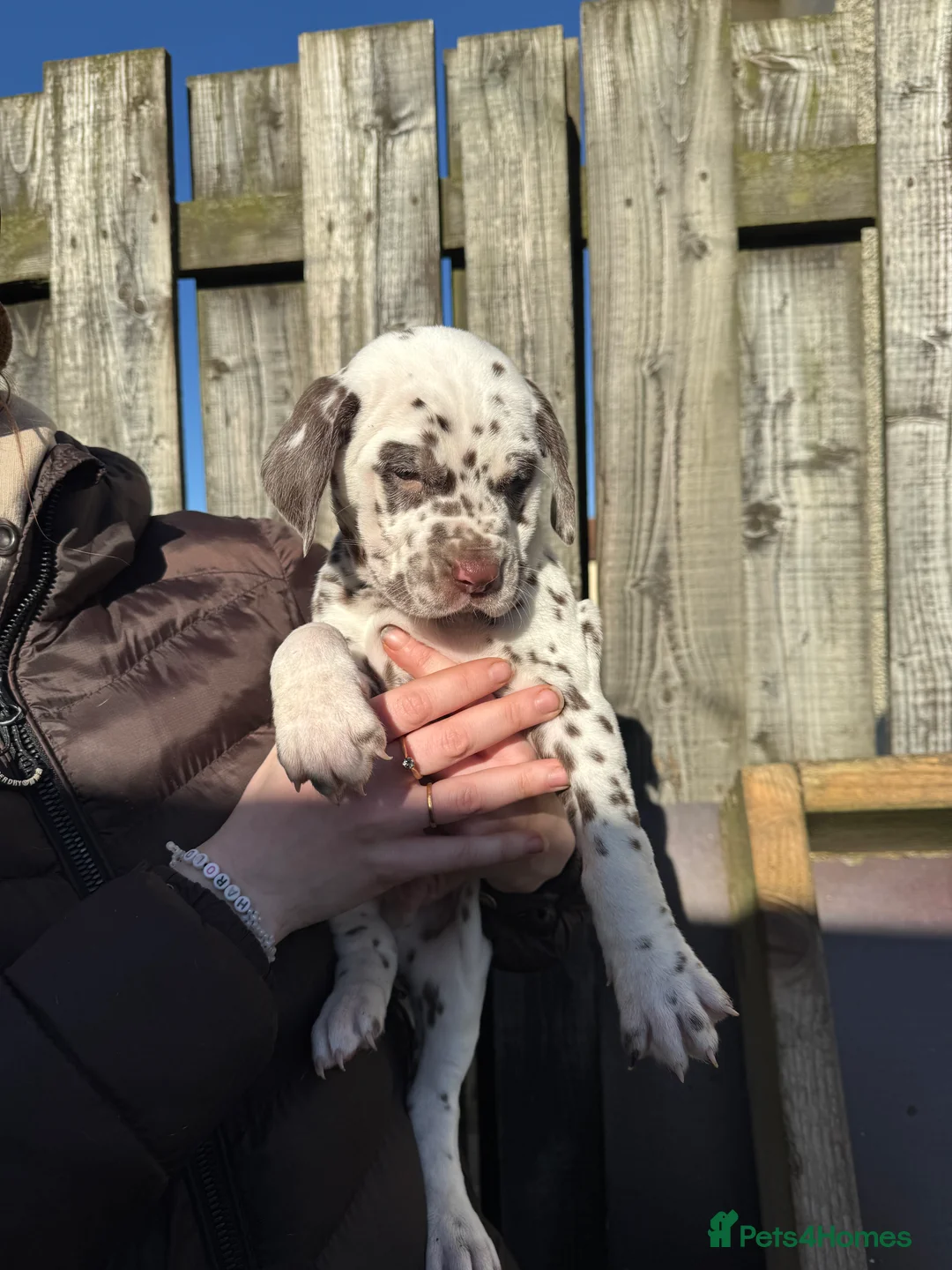 Dalmatian dogs for sale: Gorgeous Dalmatian Puppies 🐶  - Advert 8