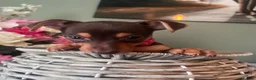 Jack Russell dogs for sale: Wenlock Jack Russells  - Advert 10