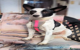 Mixed Breed dogs for adoption: 💖🐶 SISI 🐶💖 - Image 3