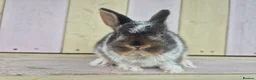 Netherland Dwarf rabbits for sale: 🩵PRETTIEST NETHERLAND DWARF COLOURED BABIES 🩷 - Advert 11